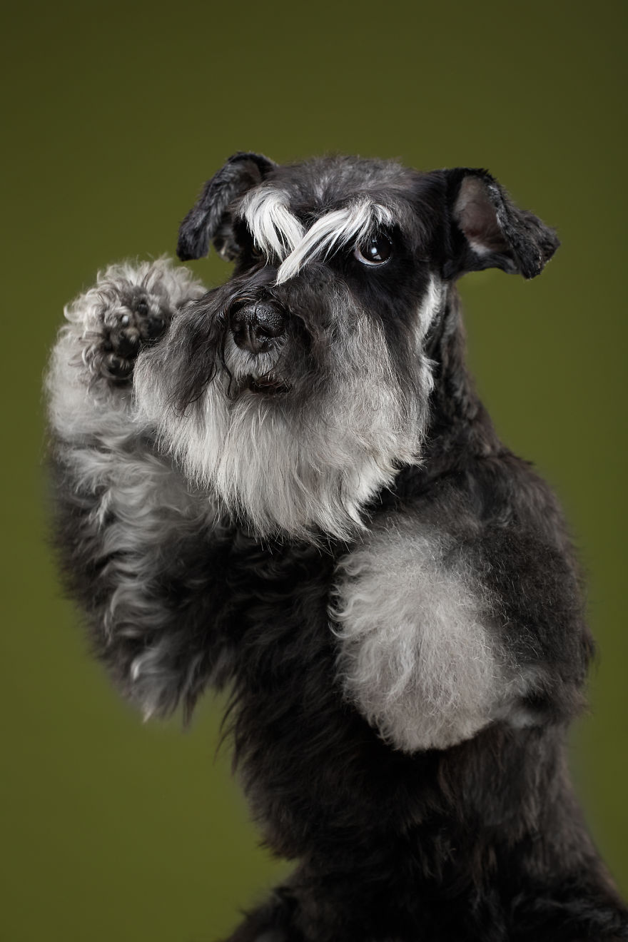 #10  The Schnauzer