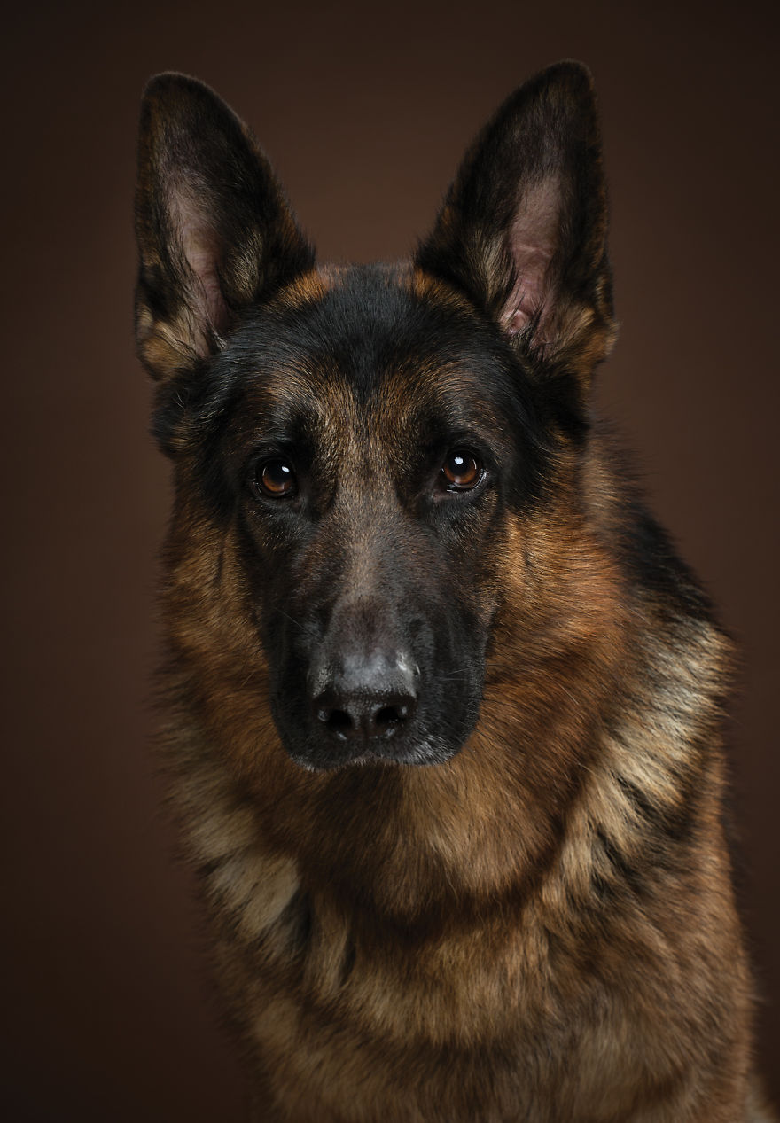 #13  The German Shepard