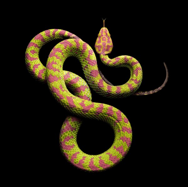 random small snake art