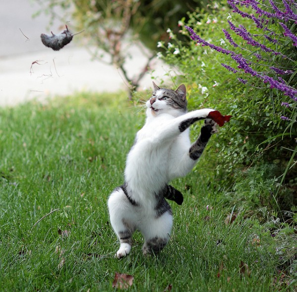 random cat throwing mouse