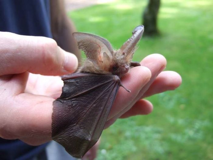 little brown long eared bat baby