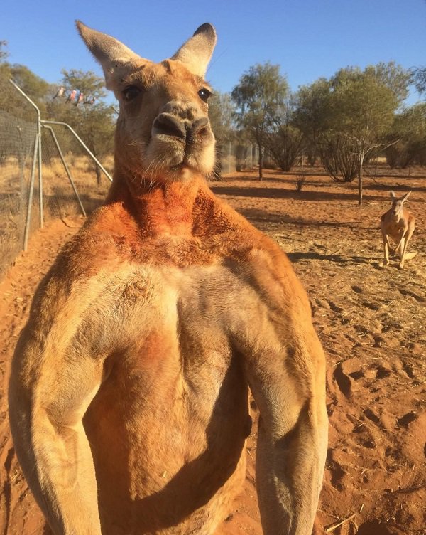 ripped kangaroo