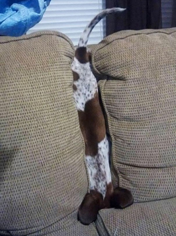 couch dog meme