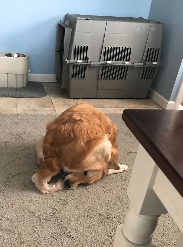 dog caught his tail