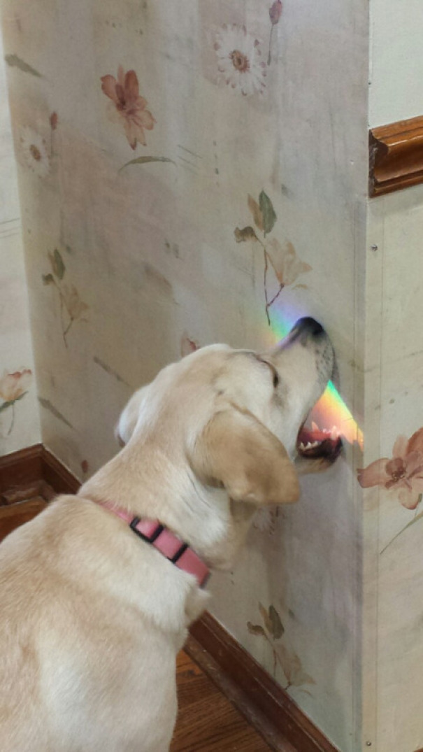 dog taste the rainbow