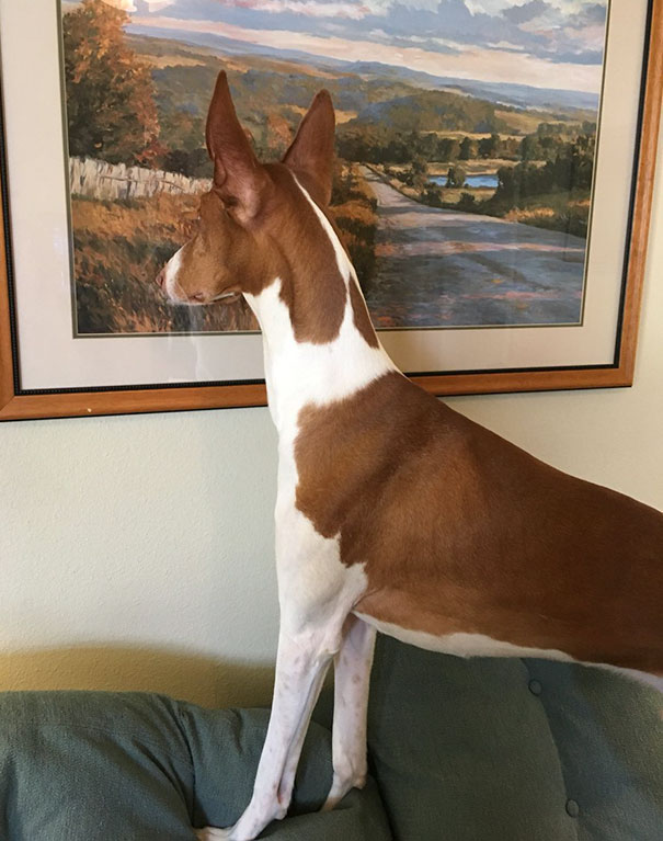 he thinks this painting is a window