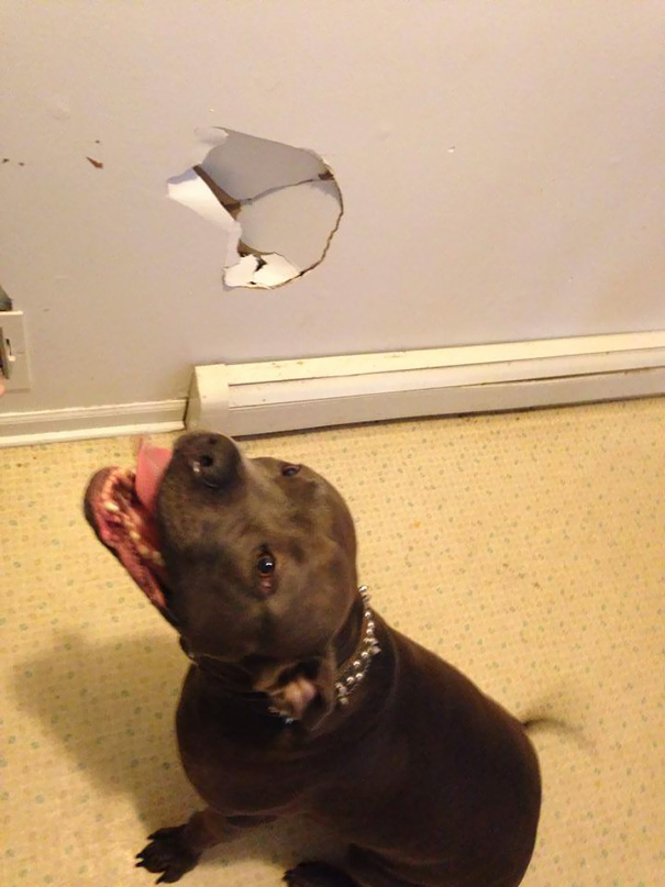 dog ran into wall