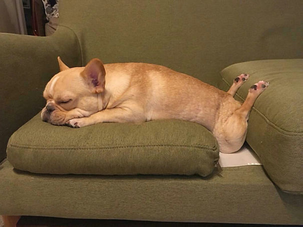 funny french bulldog sleeping