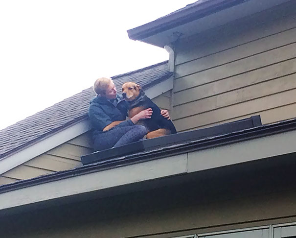 dog stuck on roof