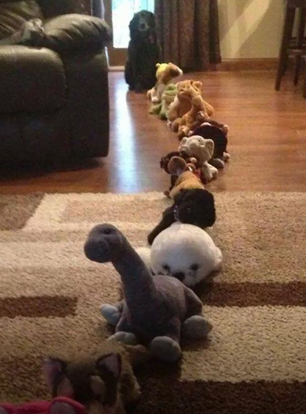 dog thinks he has to wait in line