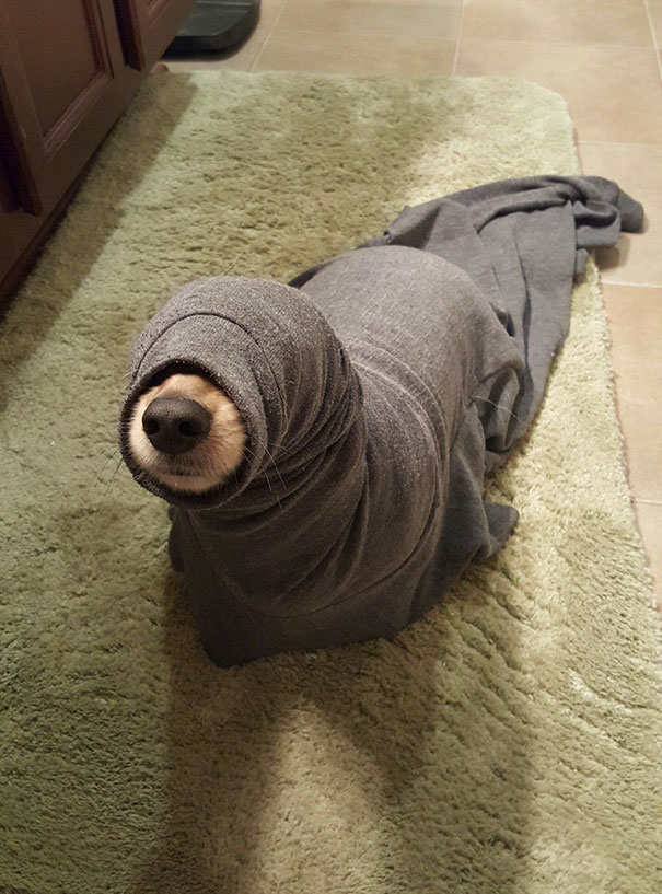 seal doggo