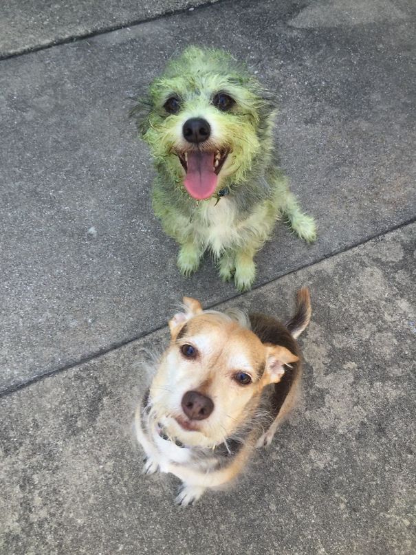 dog helped mow the yard