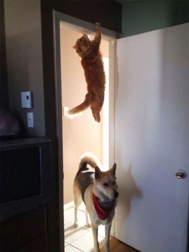 cat fails