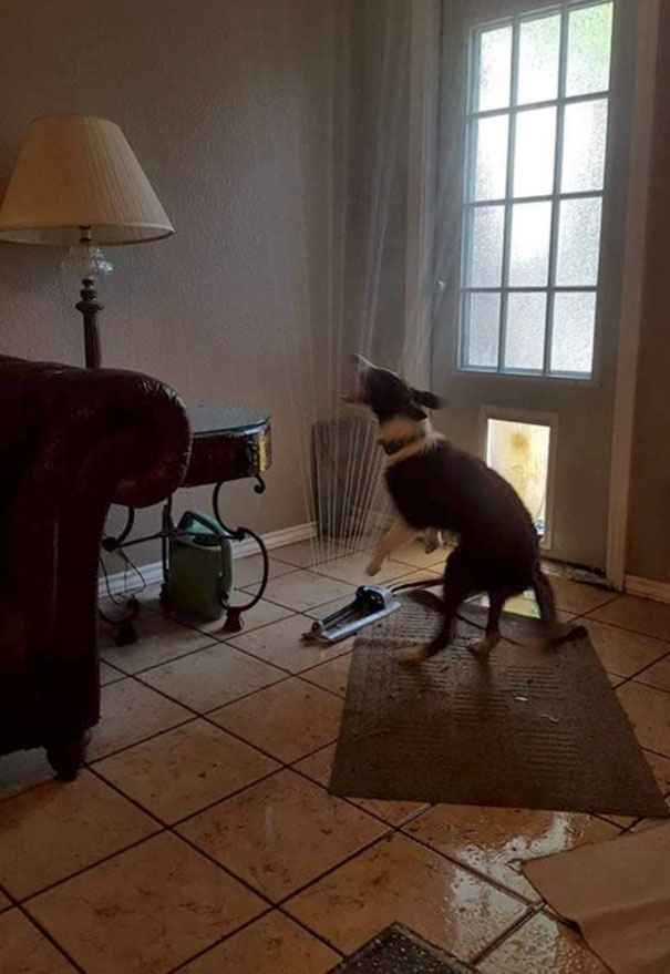 dog brings sprinkler inside