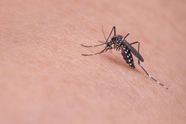 Malaria-carrying mosquitoes kill close to 800,000 people every year.