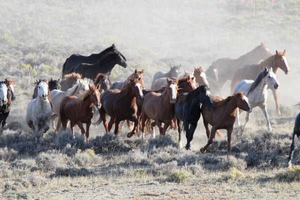 Horses kill about 20 people every year in the United States.