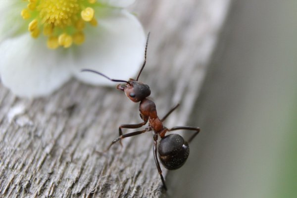 Ants kill up to 50 people every year.