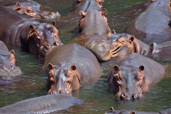 Hippos kill 2,900 people around the world each year.