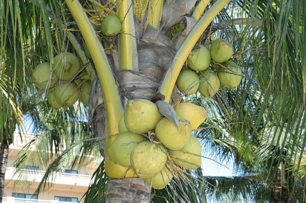 Falling coconuts cause about 150 deaths annually