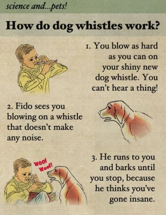fact fake science - science and...pets! How do dog whistles work? 1. You blow as hard as you can on your shiny new dog whistle. You can't hear a thing! 2. Fido sees you blowing on a whistle that doesn't make any noise. Woof Woof! 3. He runs to you and bar