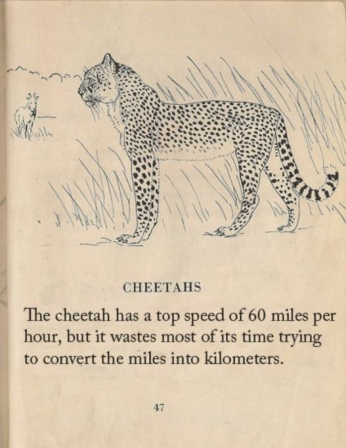 fact small to medium sized cats - Cheetahs The cheetah has a top speed of 60 miles per hour, but it wastes most of its time trying to convert the miles into kilometers.