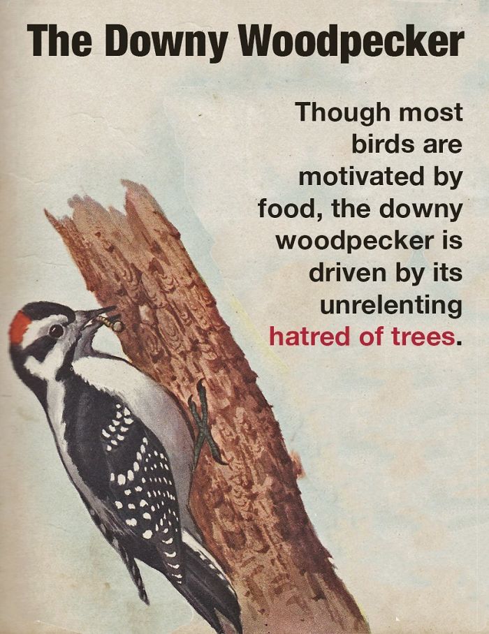 fact woodpecker funny - The Downy Woodpecker Though most birds are motivated by food, the downy woodpecker is driven by its unrelenting hatred of trees.