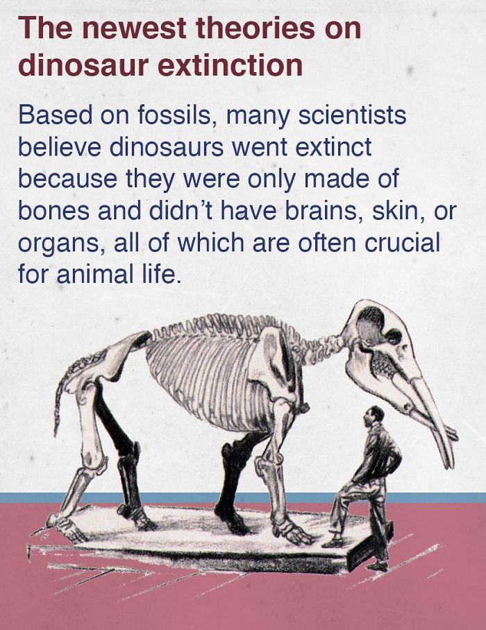 fact skeleton - The newest theories on dinosaur extinction Based on fossils, many scientists believe dinosaurs went extinct because they were only made of bones and didn't have brains, skin, or organs, all of which are often crucial for animal life.