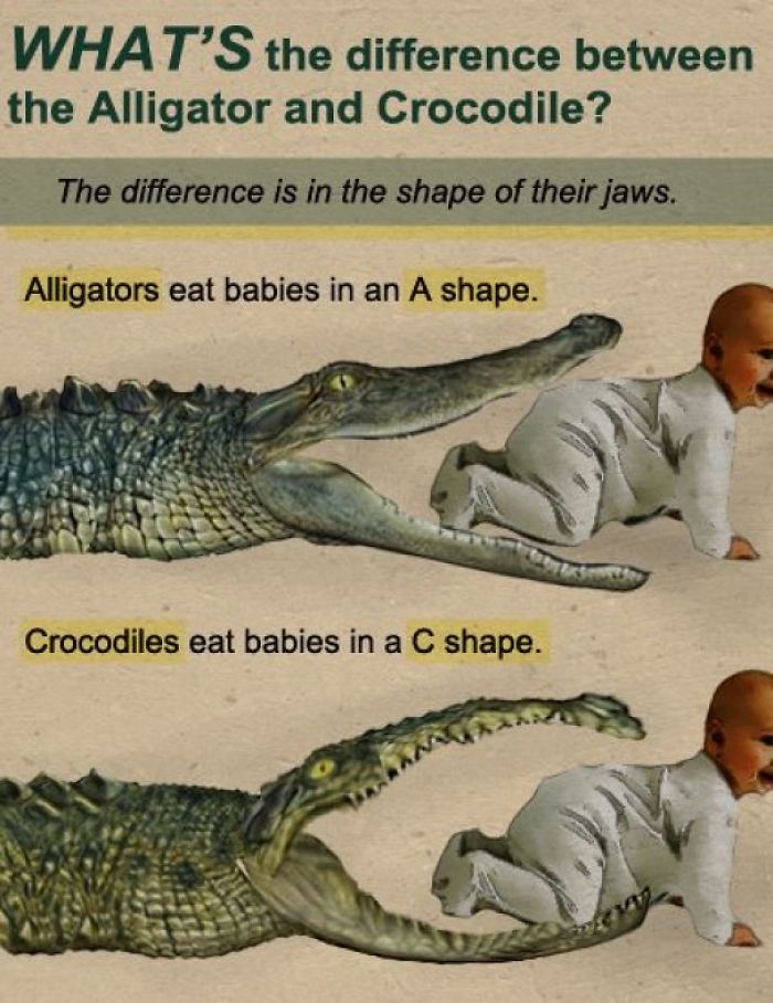 fact what's the difference between an alligator - What'S the difference between the Alligator and Crocodile? The difference is in the shape of their jaws. Alligators eat babies in an A shape. Crocodiles eat babies in a C shape.