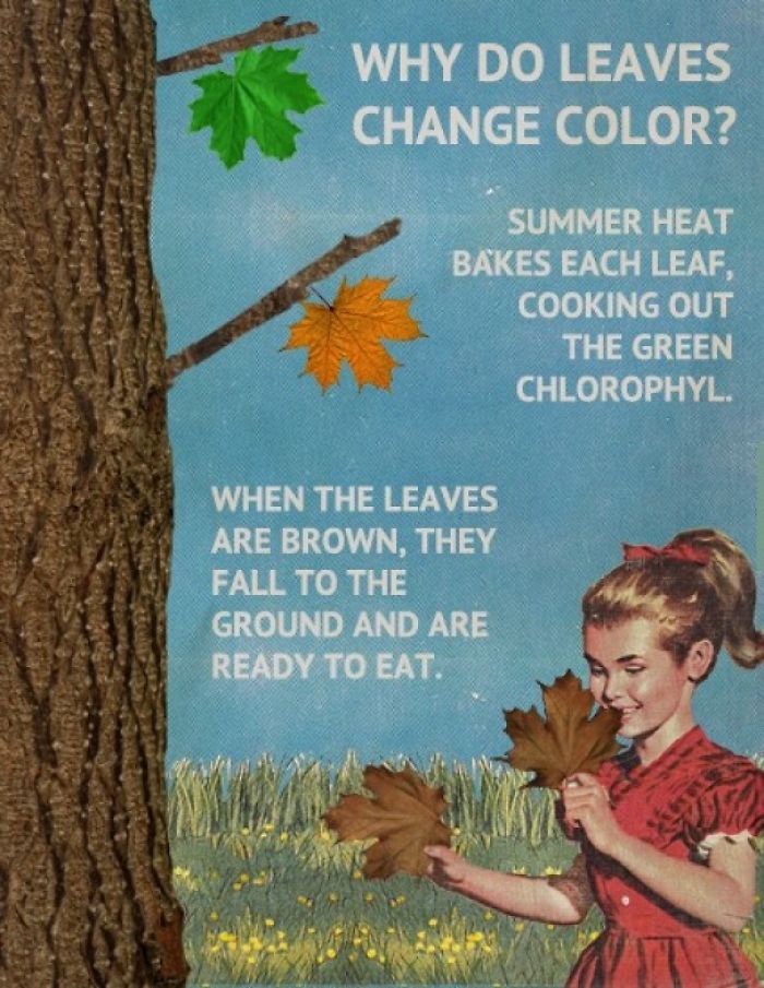 fact fake science leaves - Why Do Leaves Change Color? Summer Heat Bakes Each Leaf, Cooking Out The Green Chlorophyl. When The Leaves Are Brown, They Fall To The Ground And Are Ready To Eat.