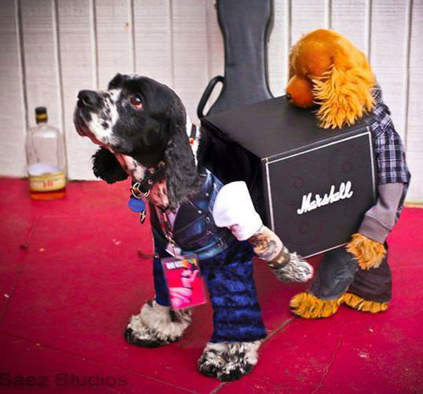 dog with guitar costume
