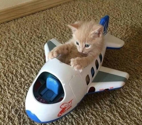cats in planes
