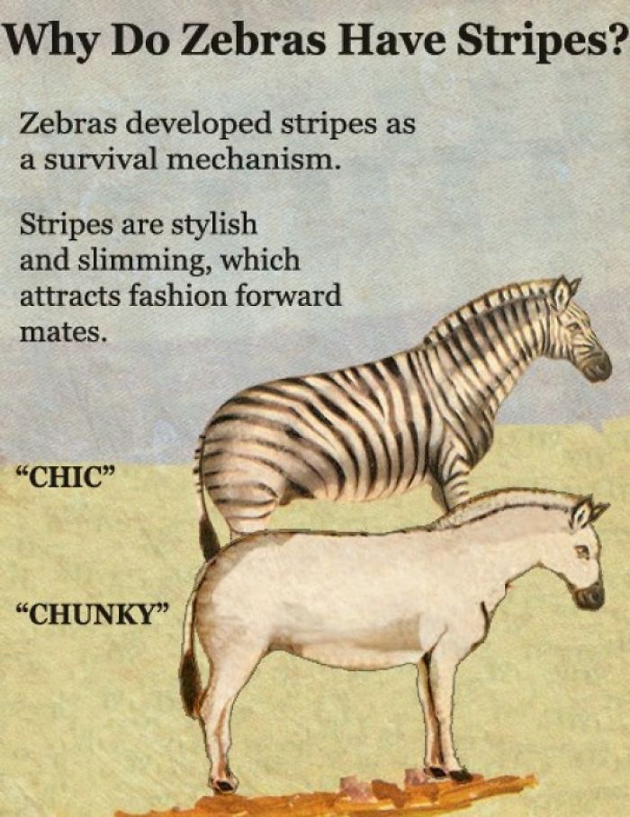 fake science funny - Why Do Zebras Have Stripes? Zebras developed stripes as a survival mechanism. Stripes are stylish and slimming, which attracts fashion forward mates. "Chic" "Chunky"