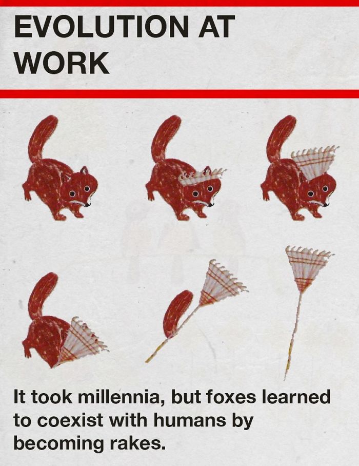 animal - Evolution At Work It took millennia, but foxes learned to coexist with humans by becoming rakes.