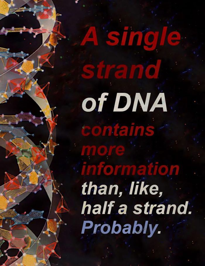 A single strand of Dna contains more.. information than, , half a strand. Probably.