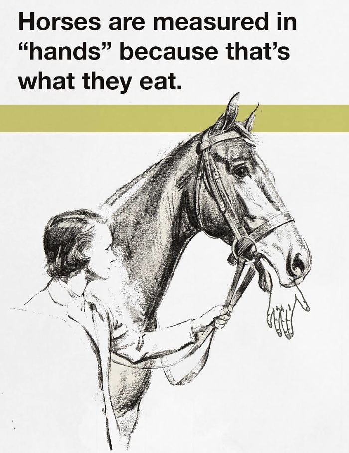 horses with hands - Horses are measured in "hands" because that's what they eat.