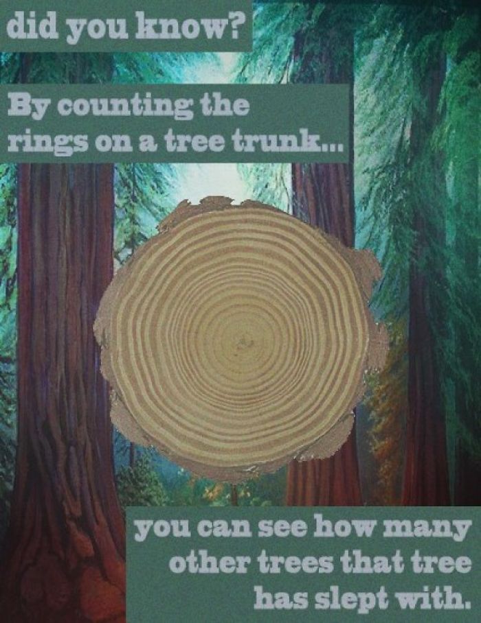 fake science - did you know? By counting the rings on a tree trunk... you can see how many other trees that tree has slept with.