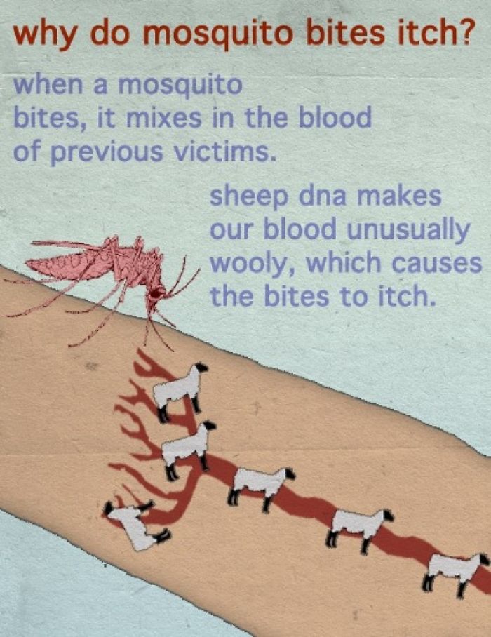 mosquito bites itch - why do mosquito bites itch? when a mosquito bites, it mixes in the blood of previous victims. sheep dna makes our blood unusually wooly, which causes the bites to itch.