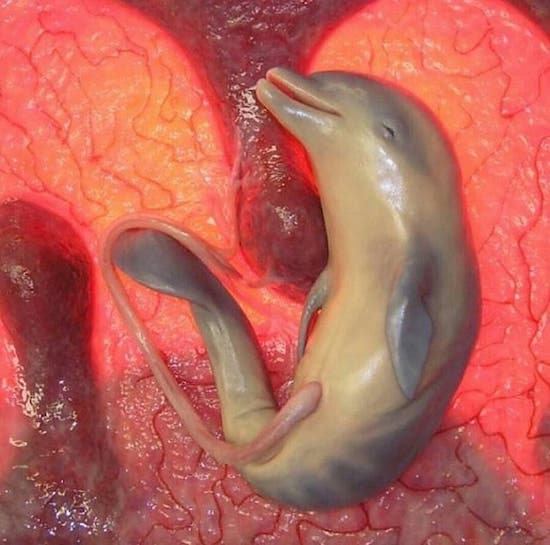 baby dolphin in the womb