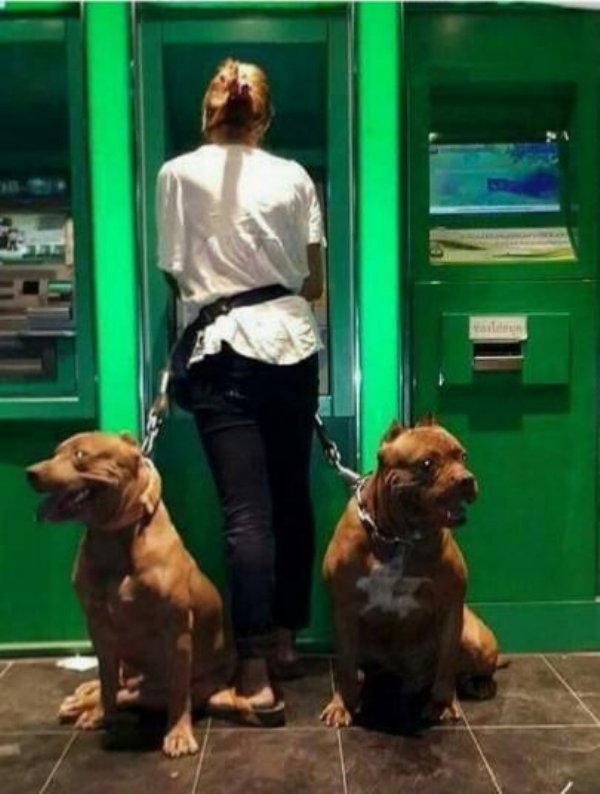 dogs guarding atm