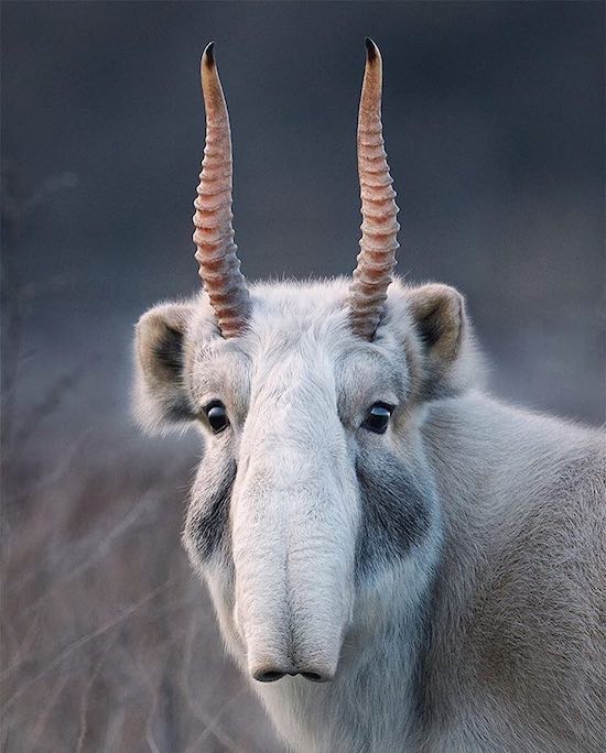 saiga antelope