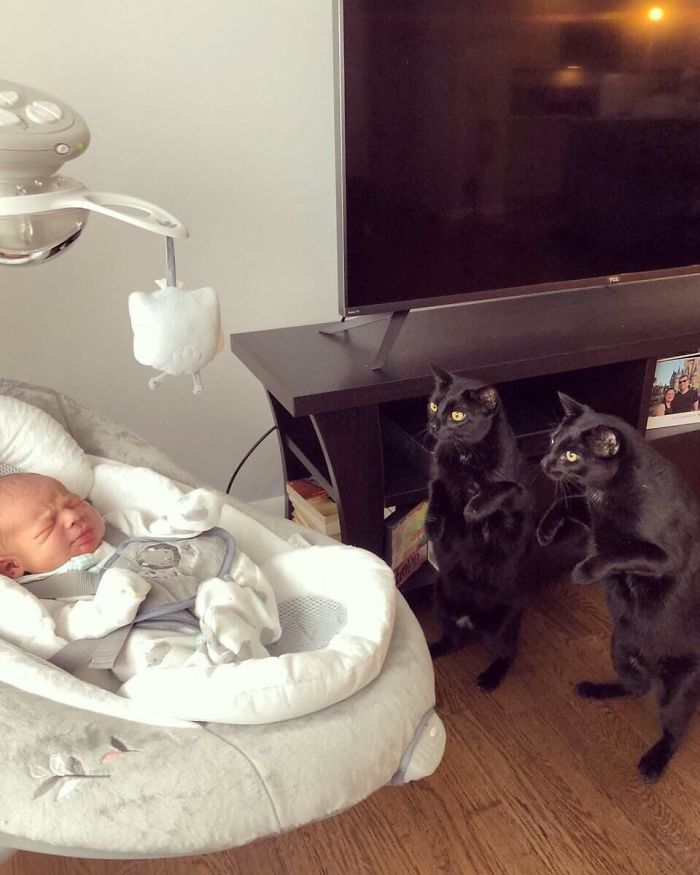 random pic cats meeting babies