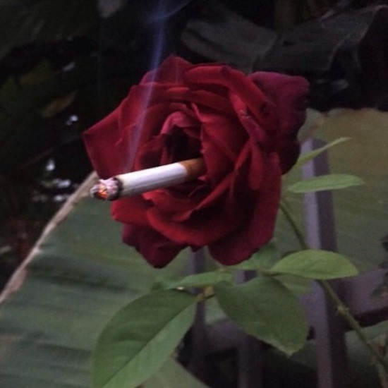 random pic rose cigarette aesthetic