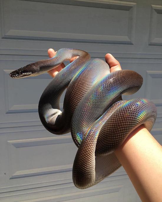 random pic holographic snake
