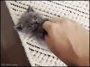 smal kitten in hand