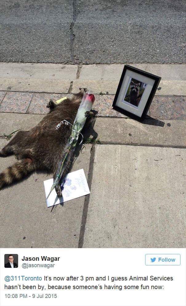 Dead Raccoon Gets A Memorial Erected In It's Honor