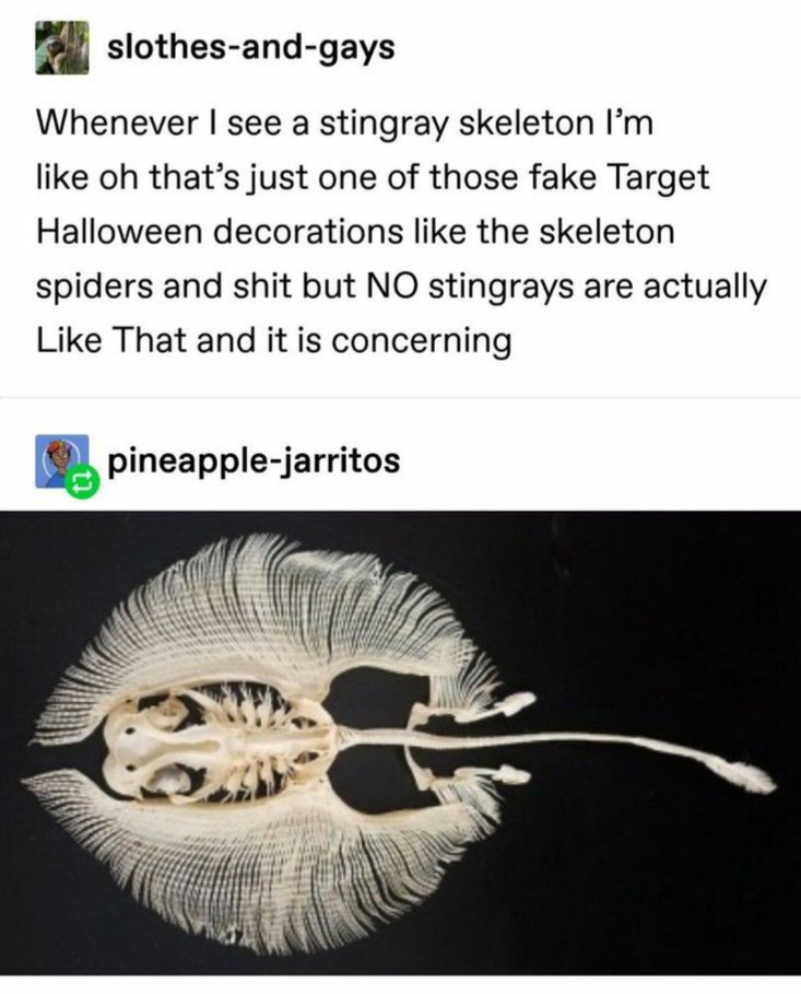 slothesandgays Whenever I see a stingray skeleton I'm oh that's just one of those fake Target Halloween decorations the skeleton spiders and shit but No stingrays are actually That and it is concerning pineapplejarritos