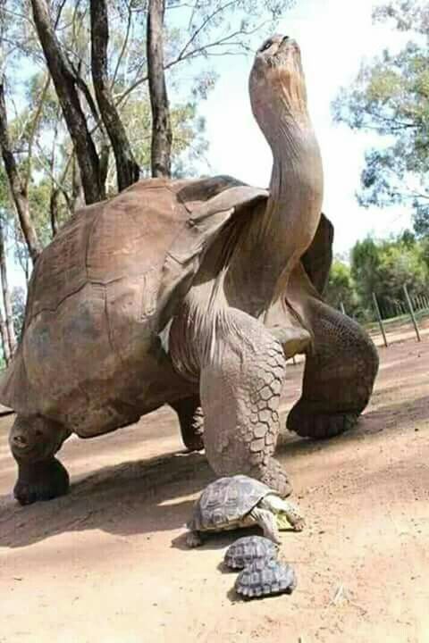 ogbomoso tortoise