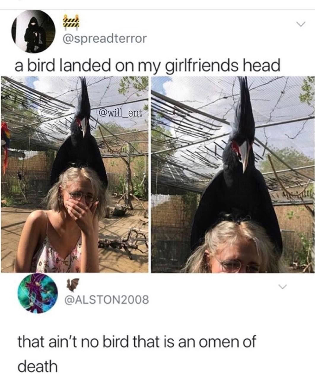 quoth the raven meme - a bird landed on my girlfriends head that ain't no bird that is an omen of death