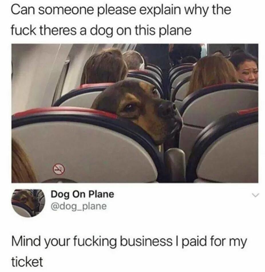 fucking is my favorite meme - Can someone please explain why the fuck theres a dog on this plane Dog On Plane Mind your fucking business I paid for my ticket