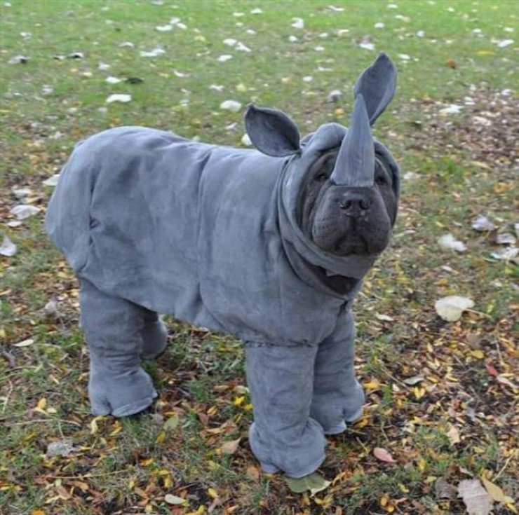 dog dressed up as a rhino